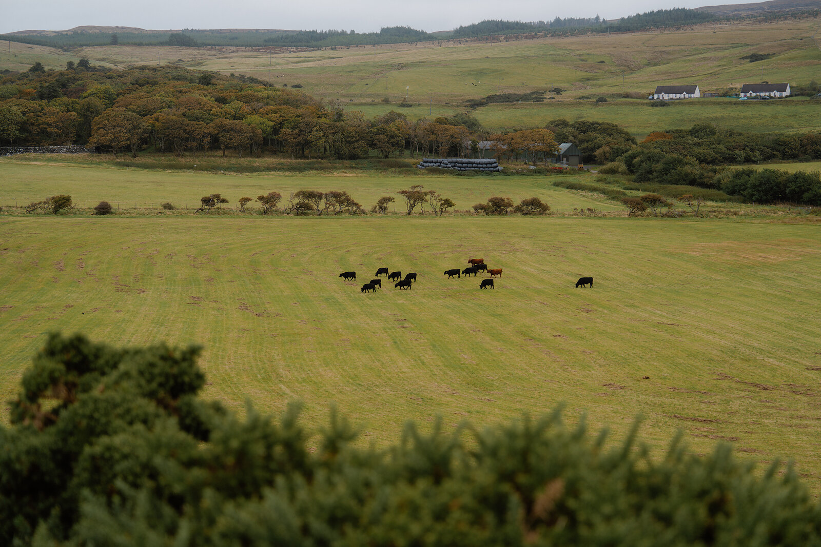 A herd of cattle grazes in a field bordered by wind-bent trees, a white cottage visible on the hillside beyond.