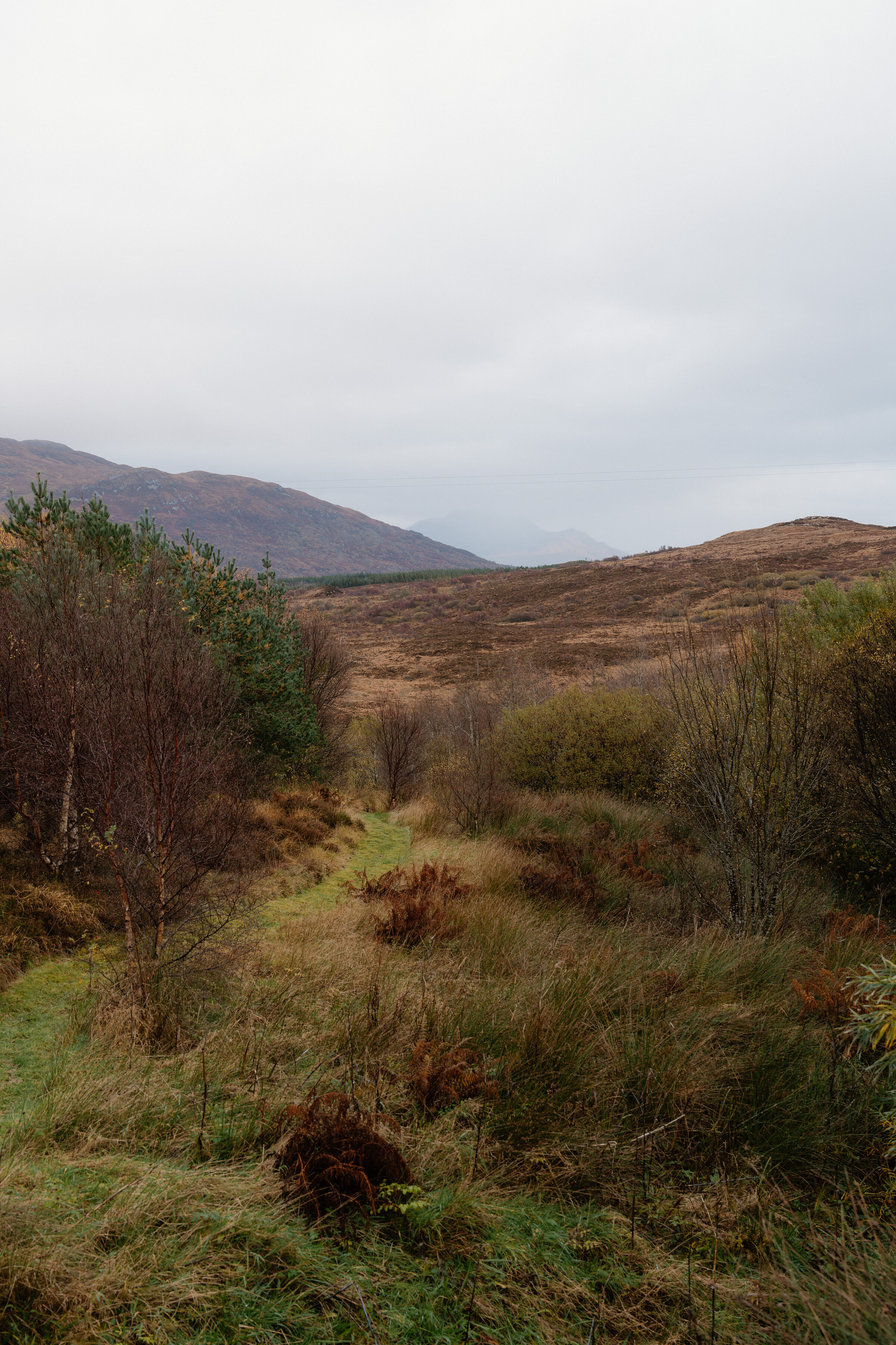 A grassy path through bracken and birch scrub on the croft, hills fading into cloud in the distance.