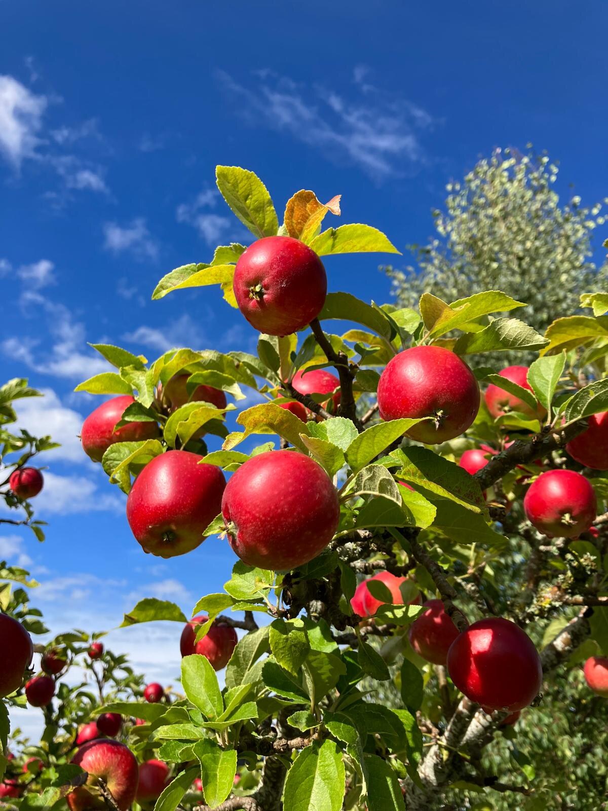 Red apples ripen on a tree in the croft's orchard under a blue sky.
