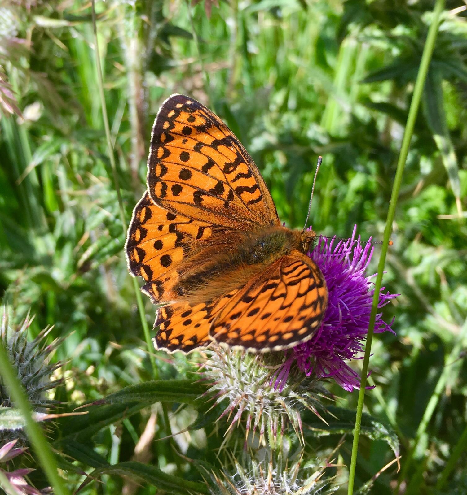 An orange fritillary butterfly, its wings spotted black, feeding on a purple thistle on the croft.