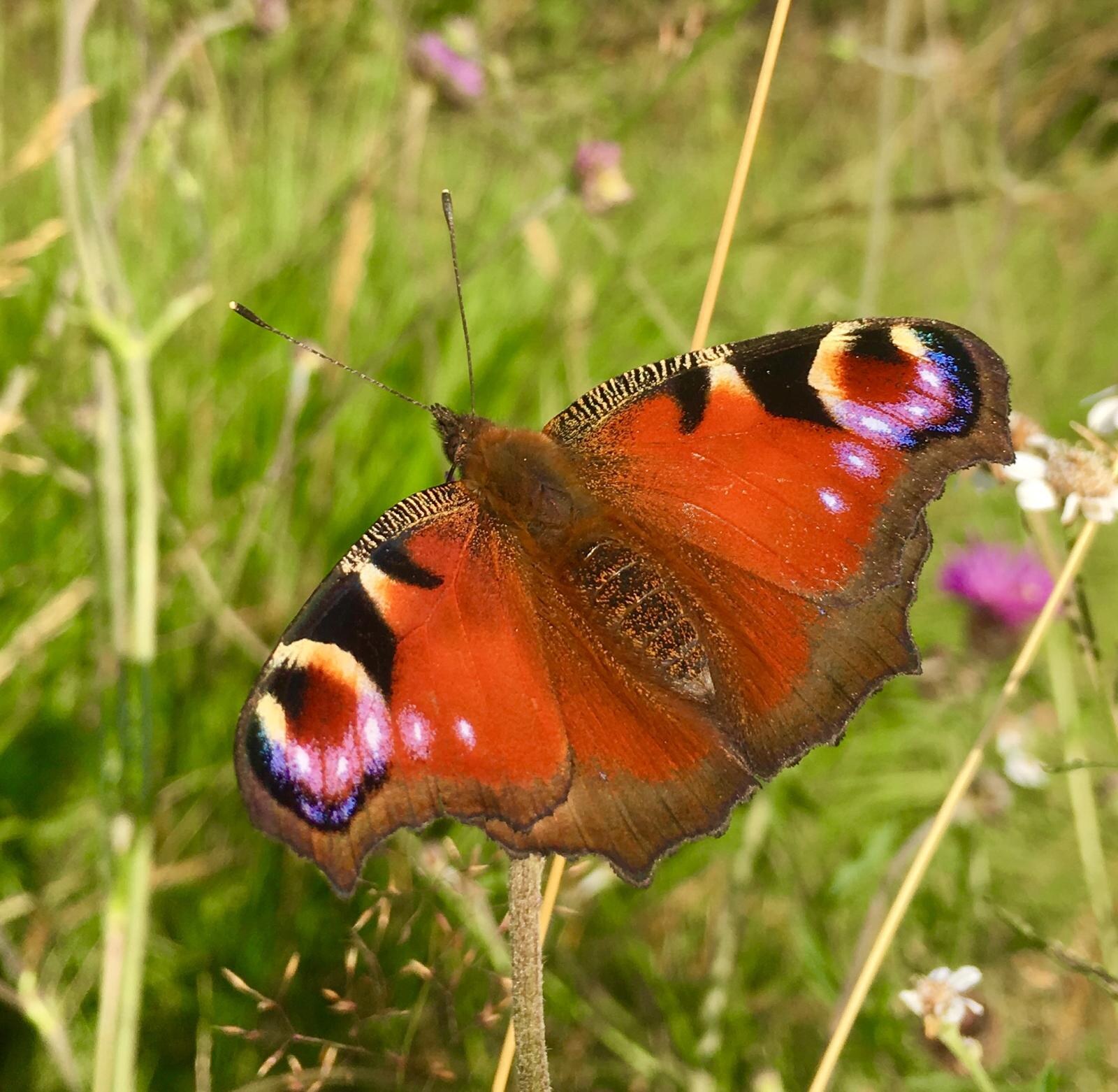 A peacock butterfly with its wings open on a stem in the croft's long grass, knapweed flowering behind.