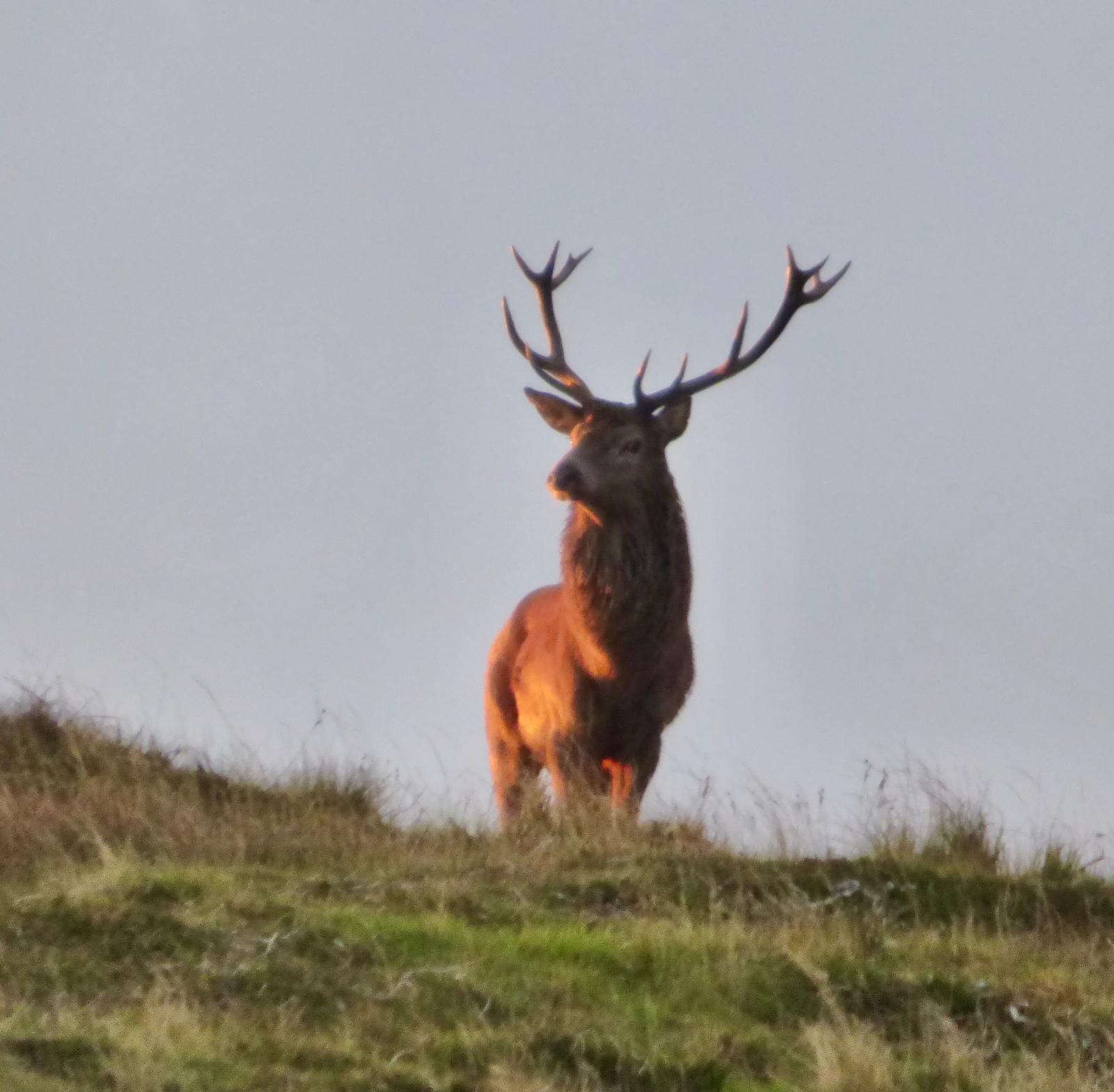 A red deer stag with a wide spread of antlers stands on a grassy skyline, lit orange by a low sun.