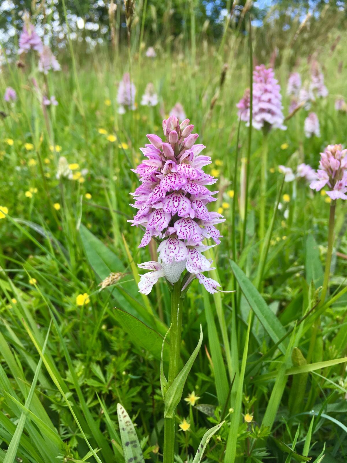 Pale pink spotted orchids rise through long grass and buttercups in the croft's wildflower meadow.