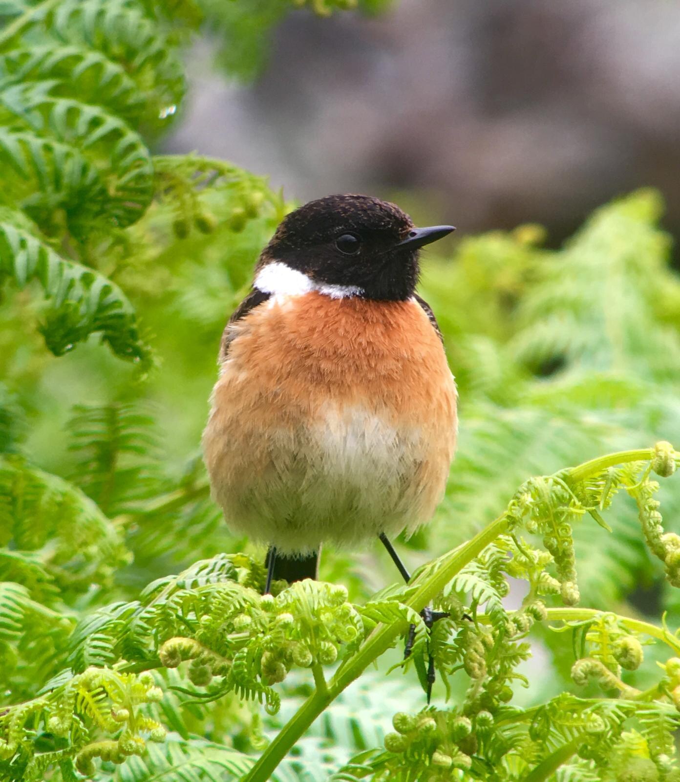 A male stonechat, black head, white collar and orange breast, perched on unfurling bracken on the croft.