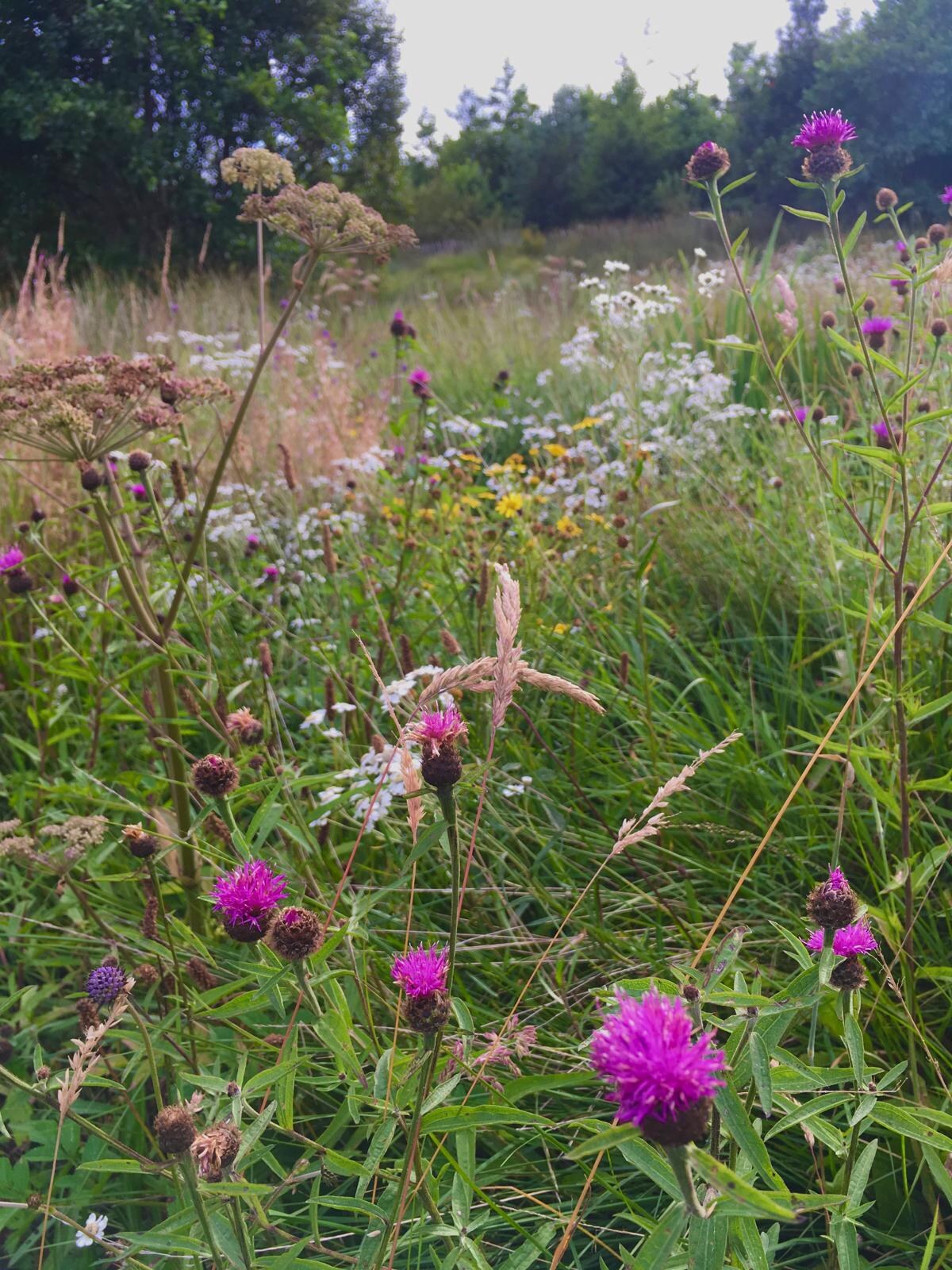 Knapweed, yarrow, hawkweed and seed heads crowd the croft's wildflower meadow, birch and willow behind.
