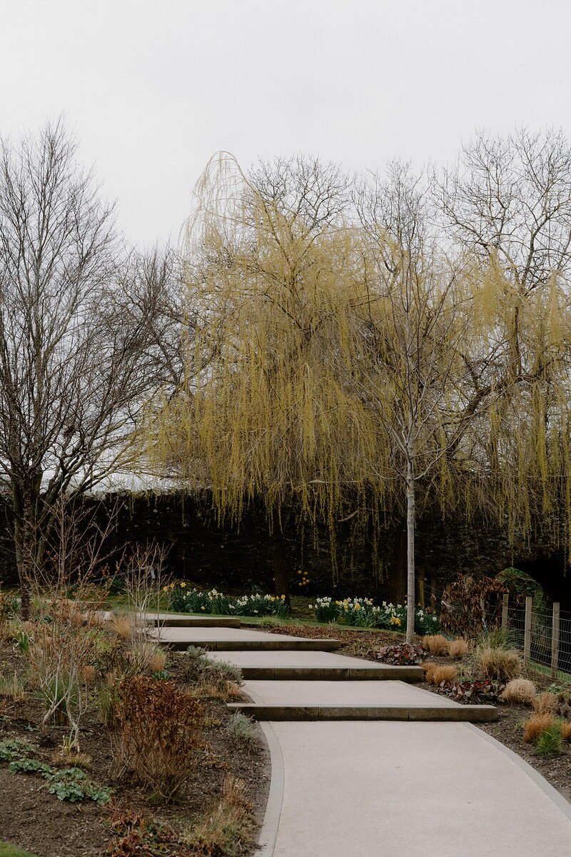 A paved path curves past a weeping willow and daffodils in a walled garden at Glenkinchie.