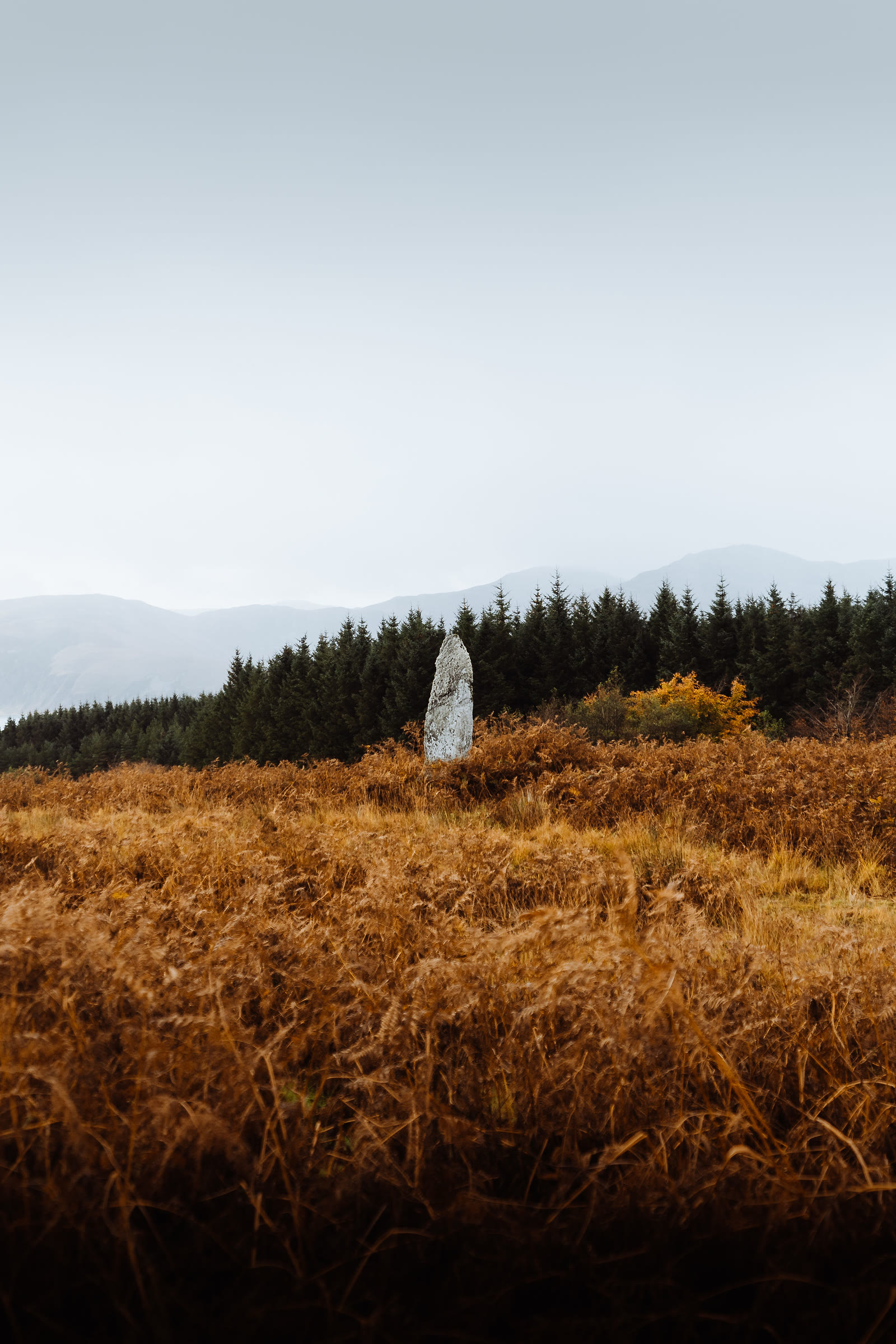 The standing stone of Camus an Staca in bracken with forestry behind.