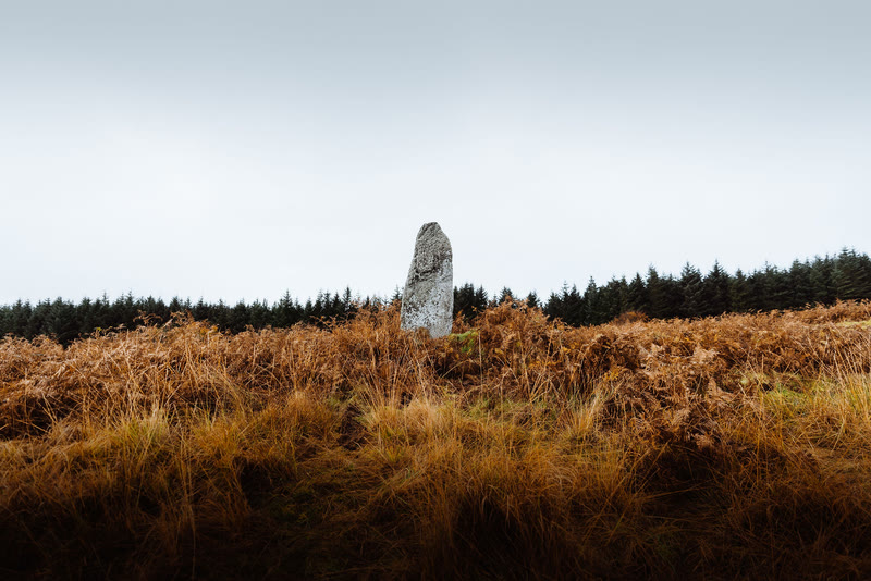 Camus an Staca standing alone in the bracken, forestry behind.
