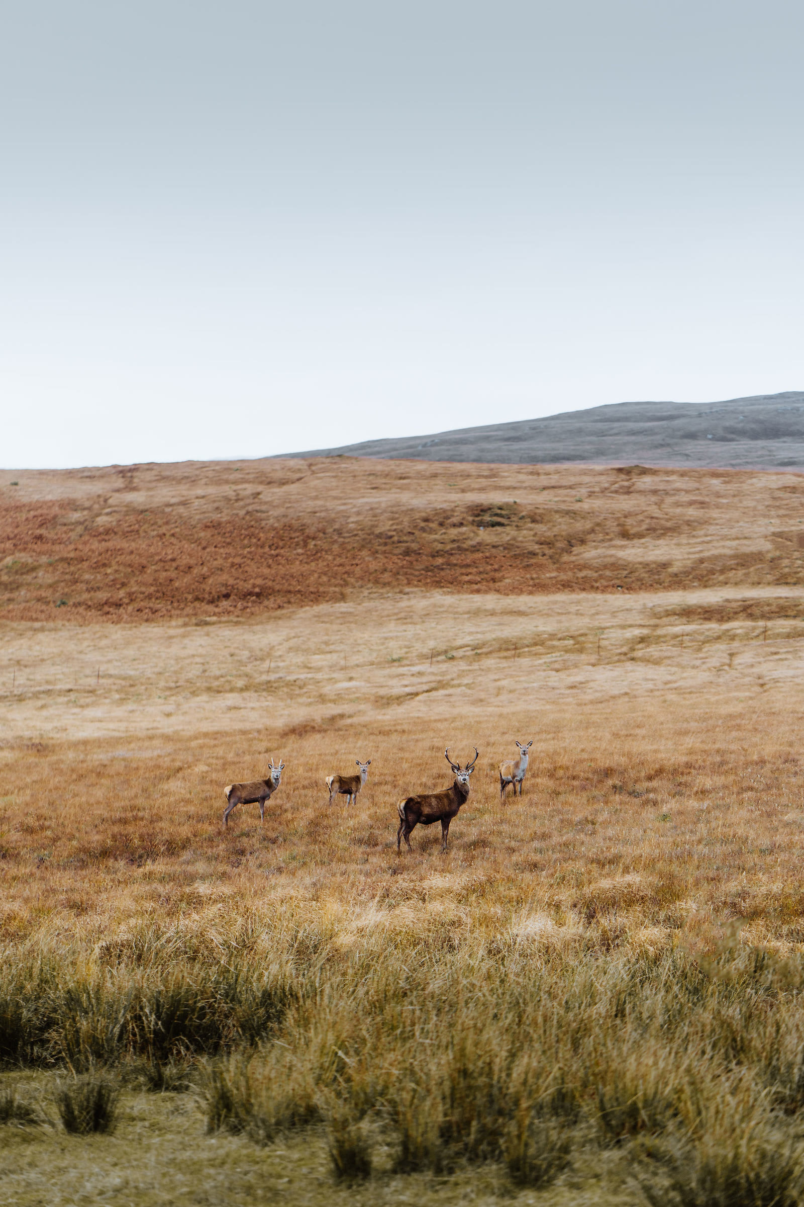 A group of red deer on a wide brown moor on Jura.
