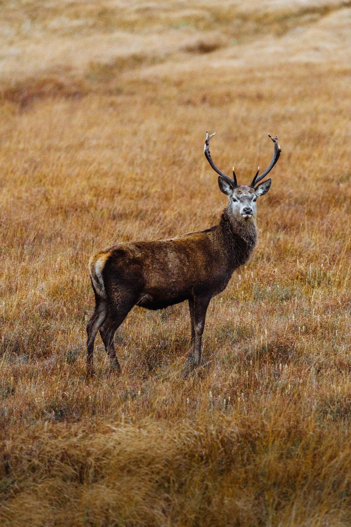 A red deer stag standing side-on in the moor grass.