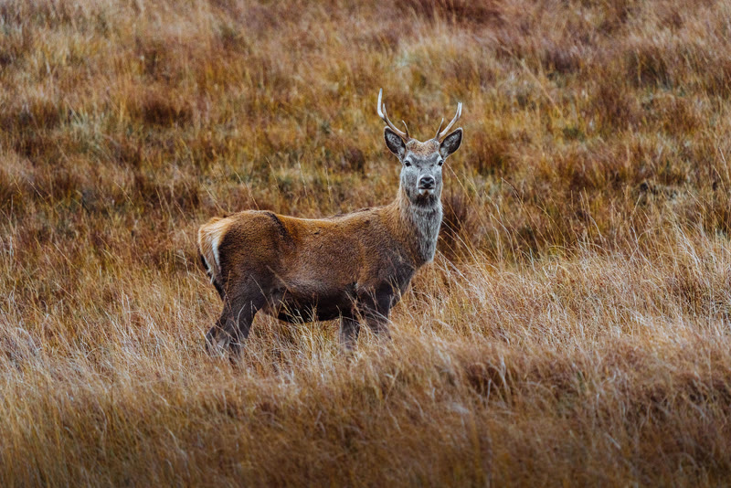A red deer stag in russet grass, looking at the camera.
