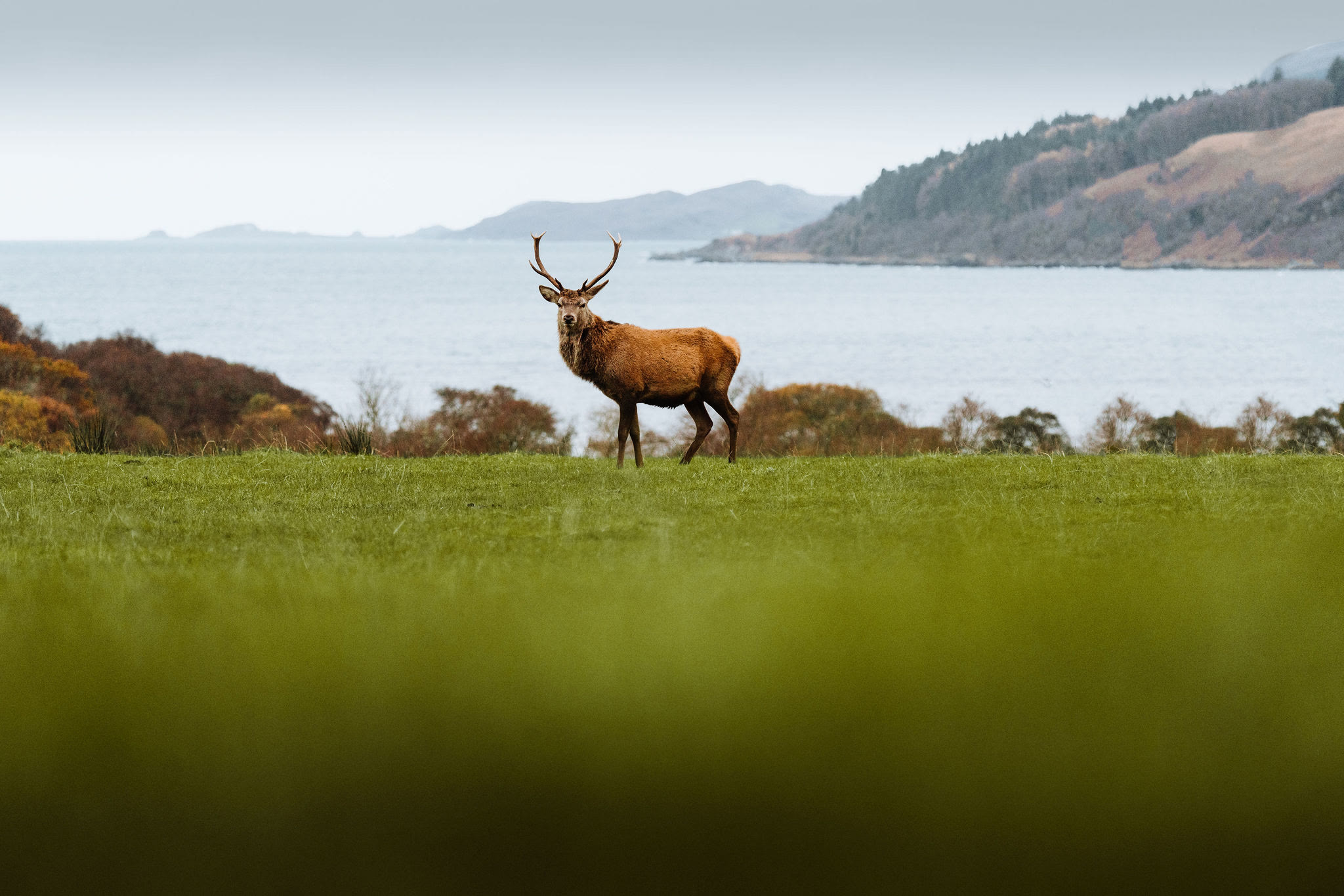 The Fairies Of Jura & Macphie’s Black Dog
