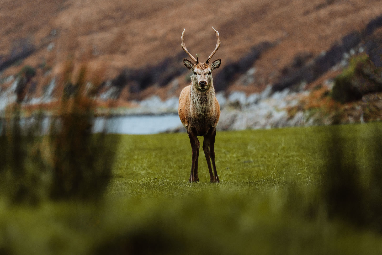 A red deer stag standing on grass beside the shore.