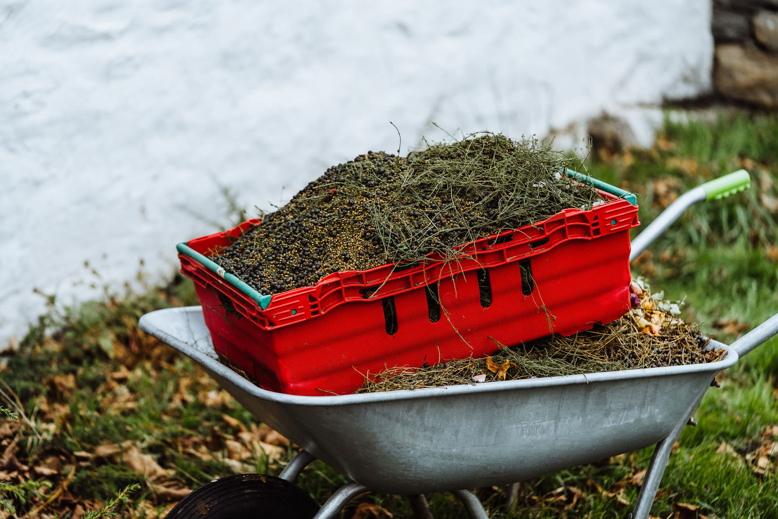 A crate of foraged botanicals in a wheelbarrow outside Lussa Gin.