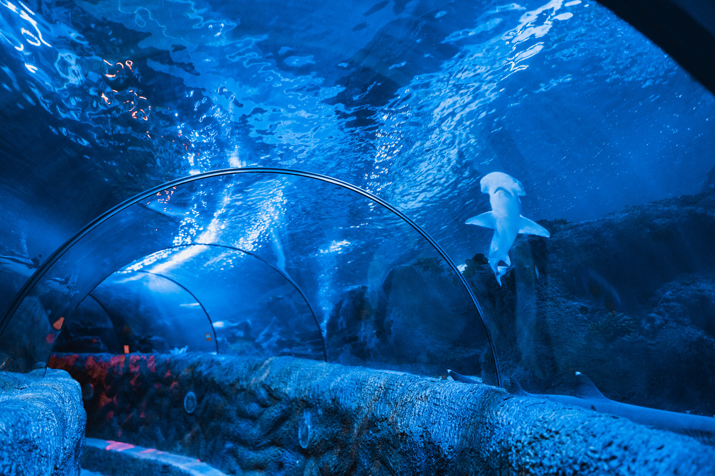SEA LIFE Loch Lomond and a cruise from Balloch