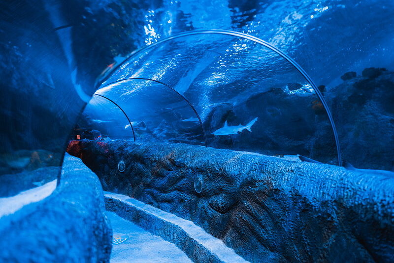SEA LIFE Loch Lomond