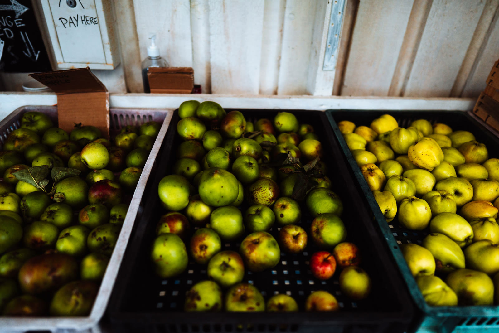 Crates of green and yellow apples in the Community Garden Shop at Kilchoan.