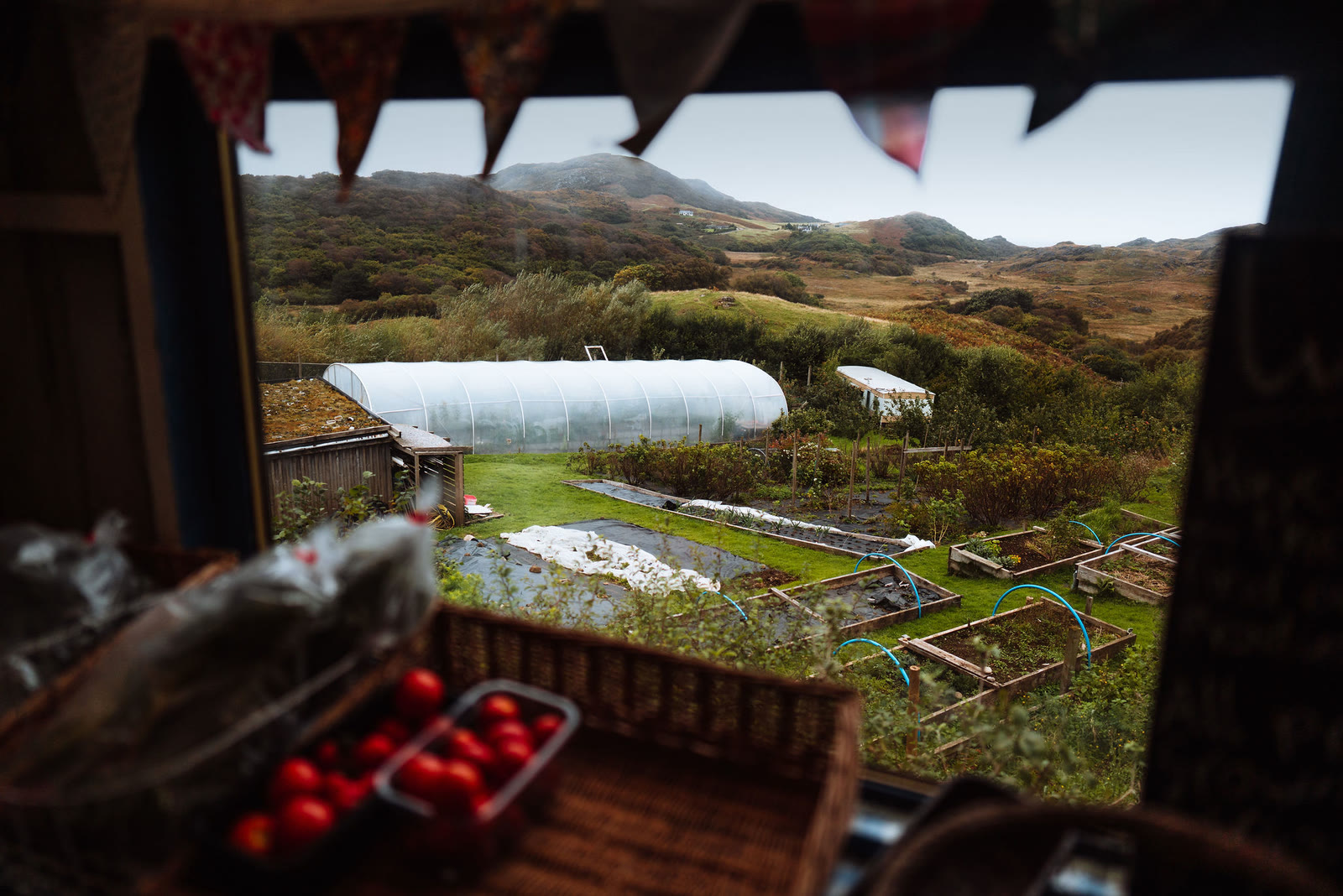 Polytunnels and raised beds seen through the window of the Community Garden Shop at Kilchoan.