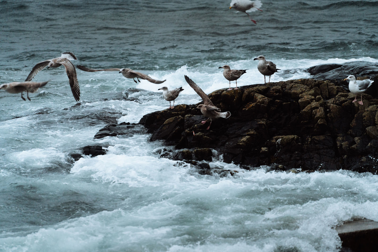 Gulls lifting off a wave-washed rock at Mallaig.