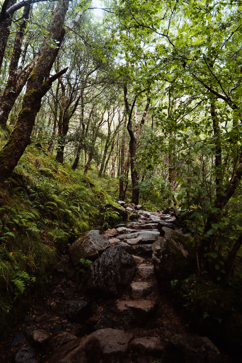 The rocky path through the Nevis Gorge climbing between mossy oak and birch.