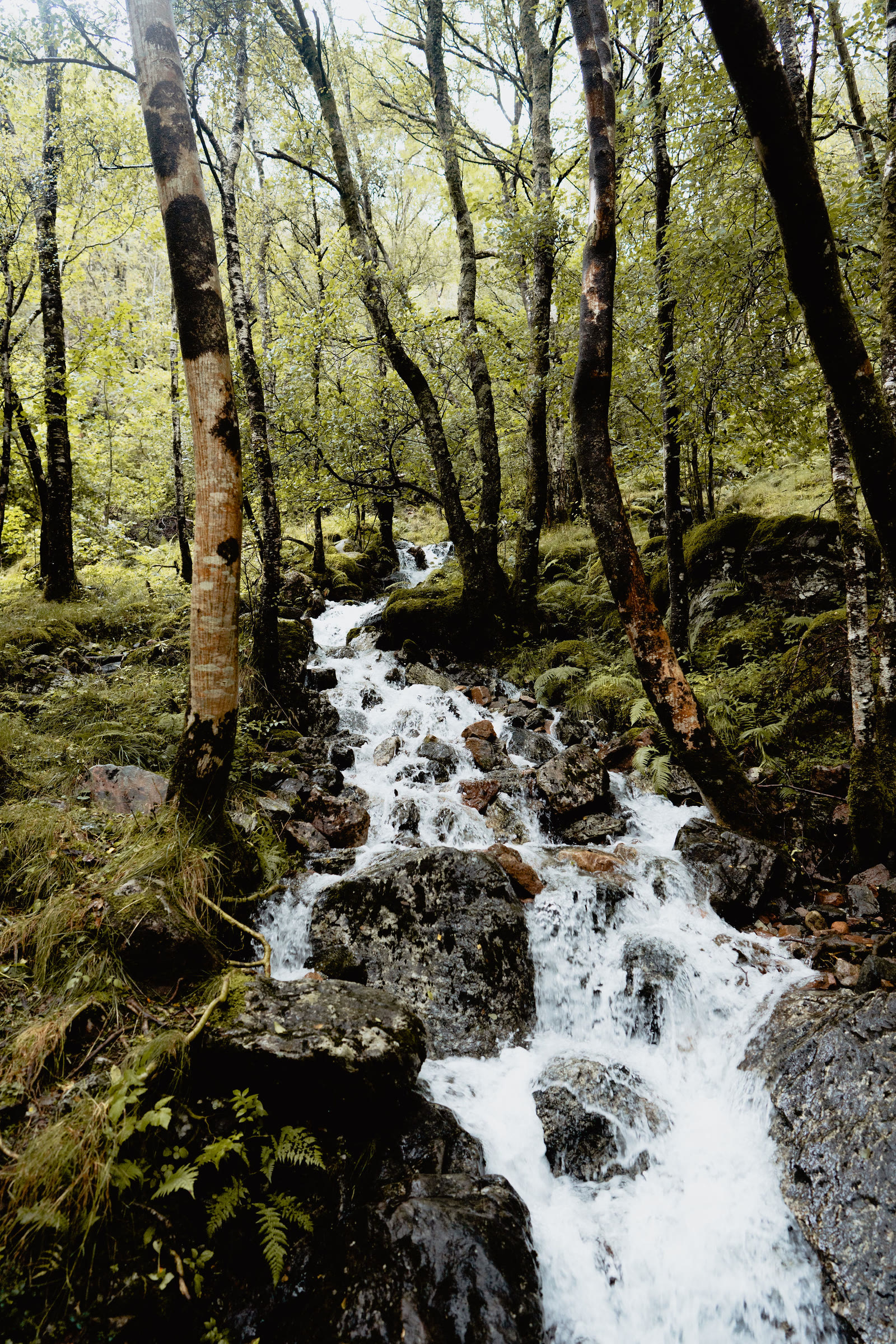A burn tumbling over boulders through the birch wood beside the Nevis Gorge path.