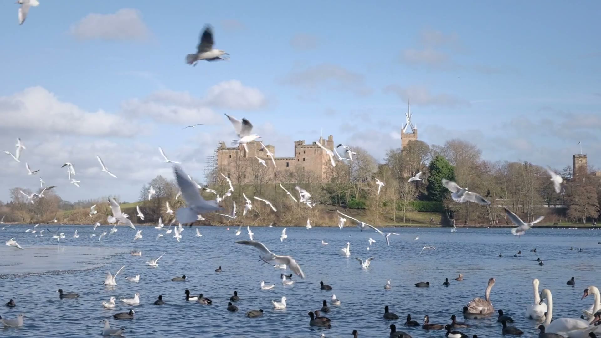 Gulls wheeling over Linlithgow Loch, swans and coots on the water and the palace on the far shore under a blue sky.