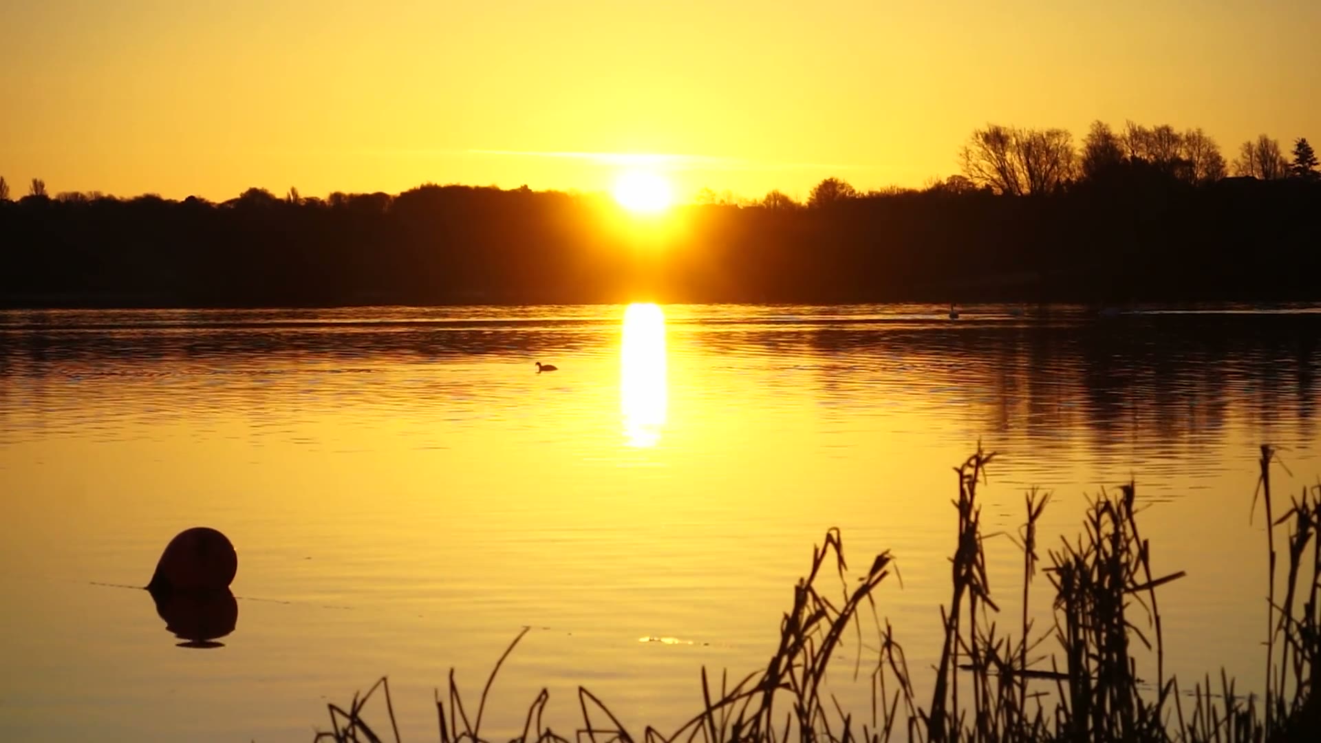 A low golden sun over Linlithgow Loch, its light in a line across the still water, reeds dark in the foreground.