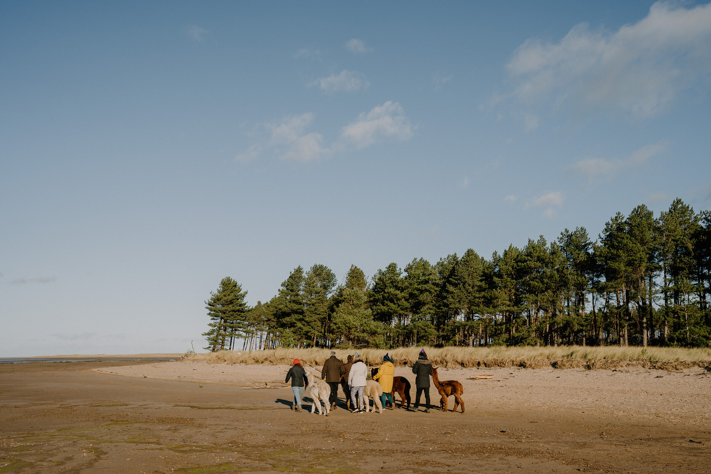 An alpaca trek to the beach at John Muir Alpacas
