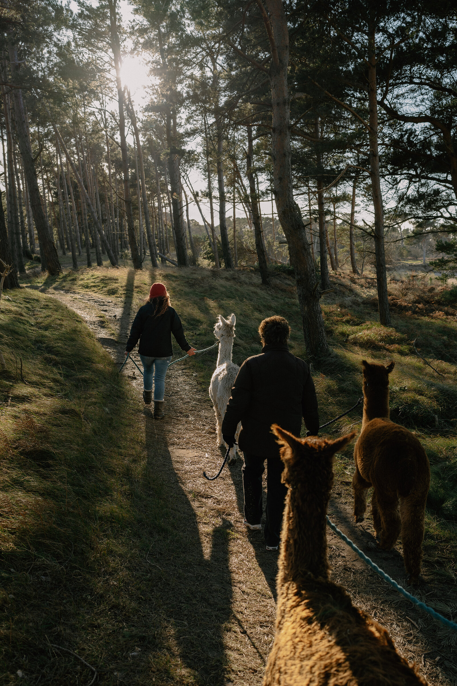 Two people lead alpacas along a sunlit woodland path, a third alpaca peering into frame in the foreground.