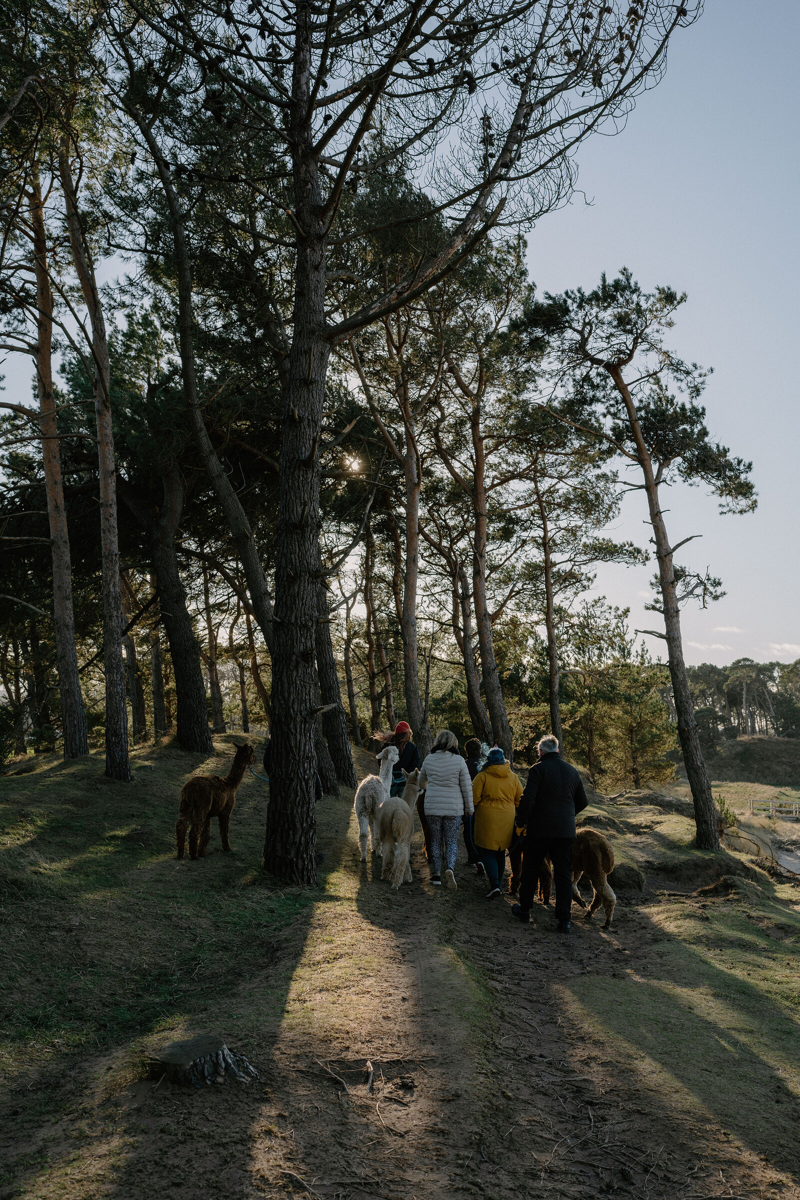 A group of people lead alpacas along a sunlit woodland path, long shadows stretching across the ground between pine trees.