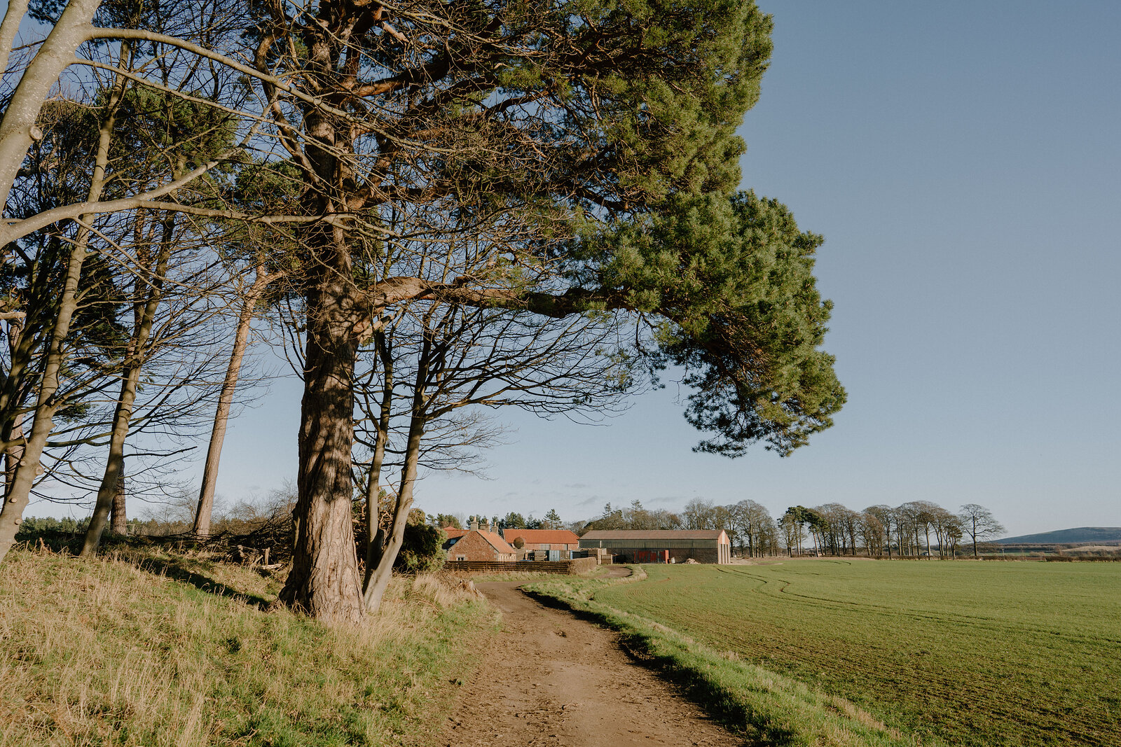 A dirt path runs beside tall pine and beech trees toward a red-roofed farmhouse and outbuildings in open farmland.
