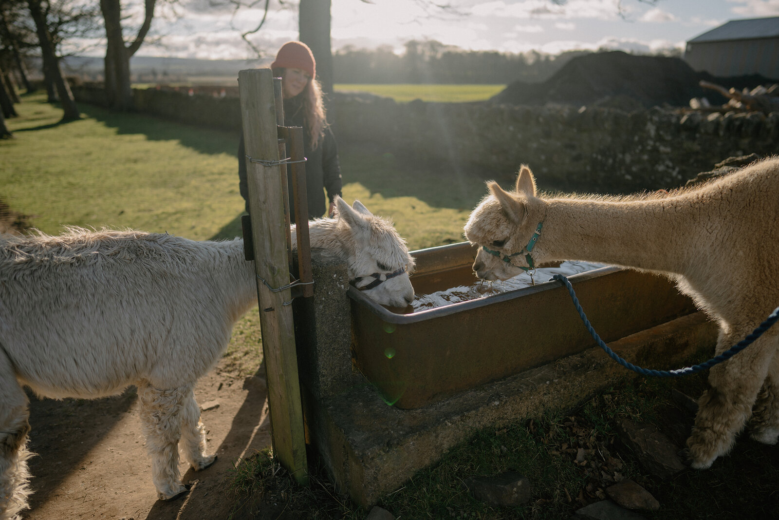 A woman in a red beanie leans over a fence to feed two alpacas from a metal trough, sunlight streaming through trees behind her.