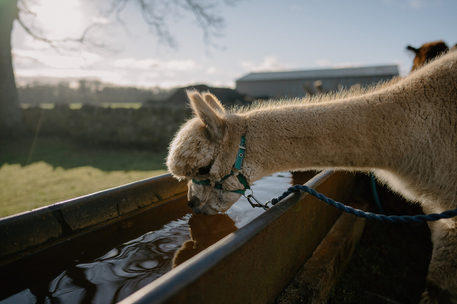 An alpaca drinks from a water trough, its lead rope tied to the rail, farm buildings and trees visible behind.