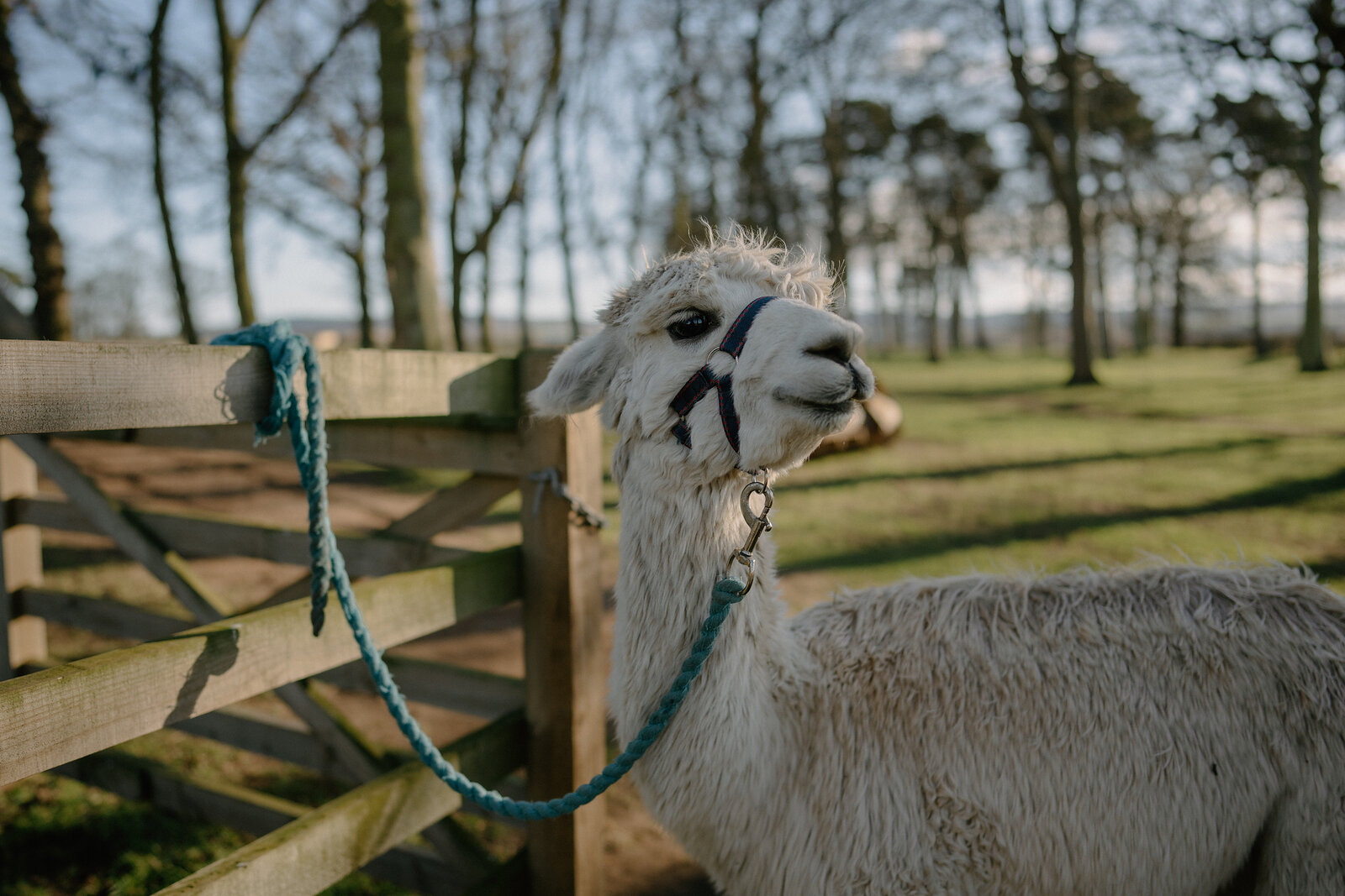 An alpaca with a blue halter looks toward the camera, tied to a wooden fence gate in a grassy paddock.
