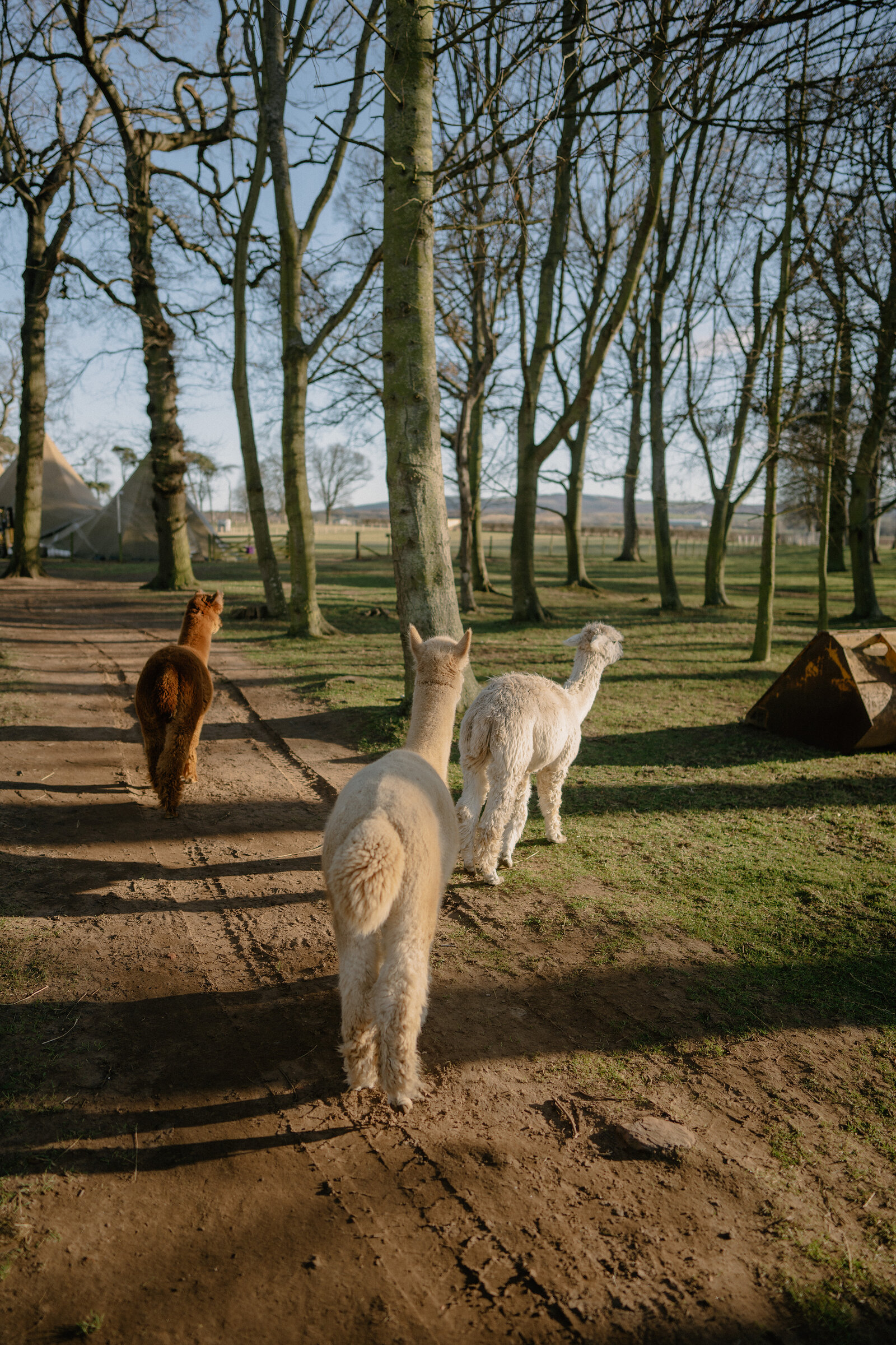 Three alpacas walk along a dirt path between bare trees, a rusted metal container standing to one side.