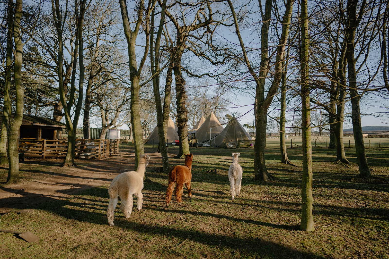 Three alpacas walk between bare trees toward two white tipi tents in a wooded paddock.