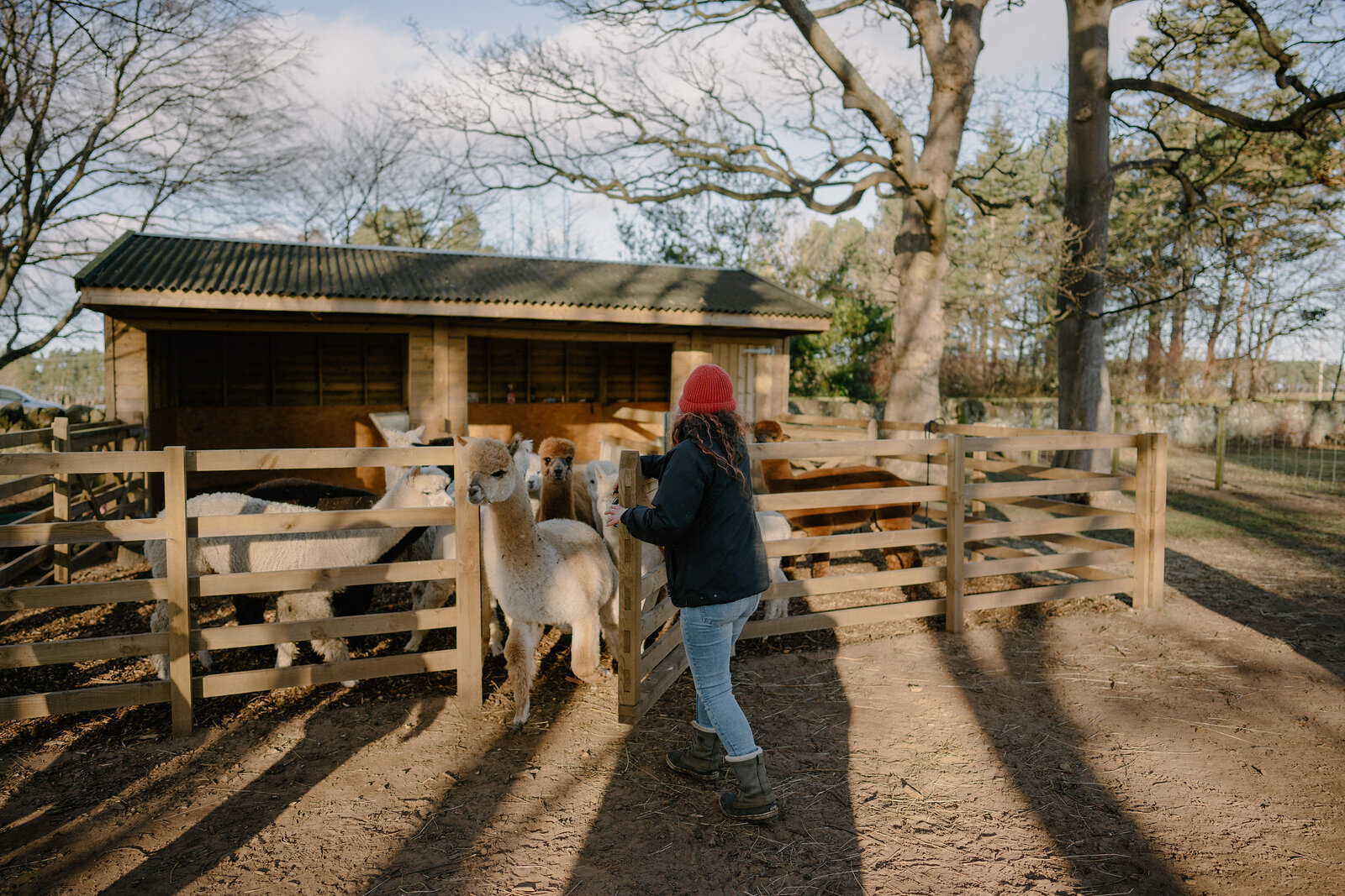 A woman in a red beanie leans over a wooden fence toward alpacas sheltering under a timber shelter, bare trees standing behind.