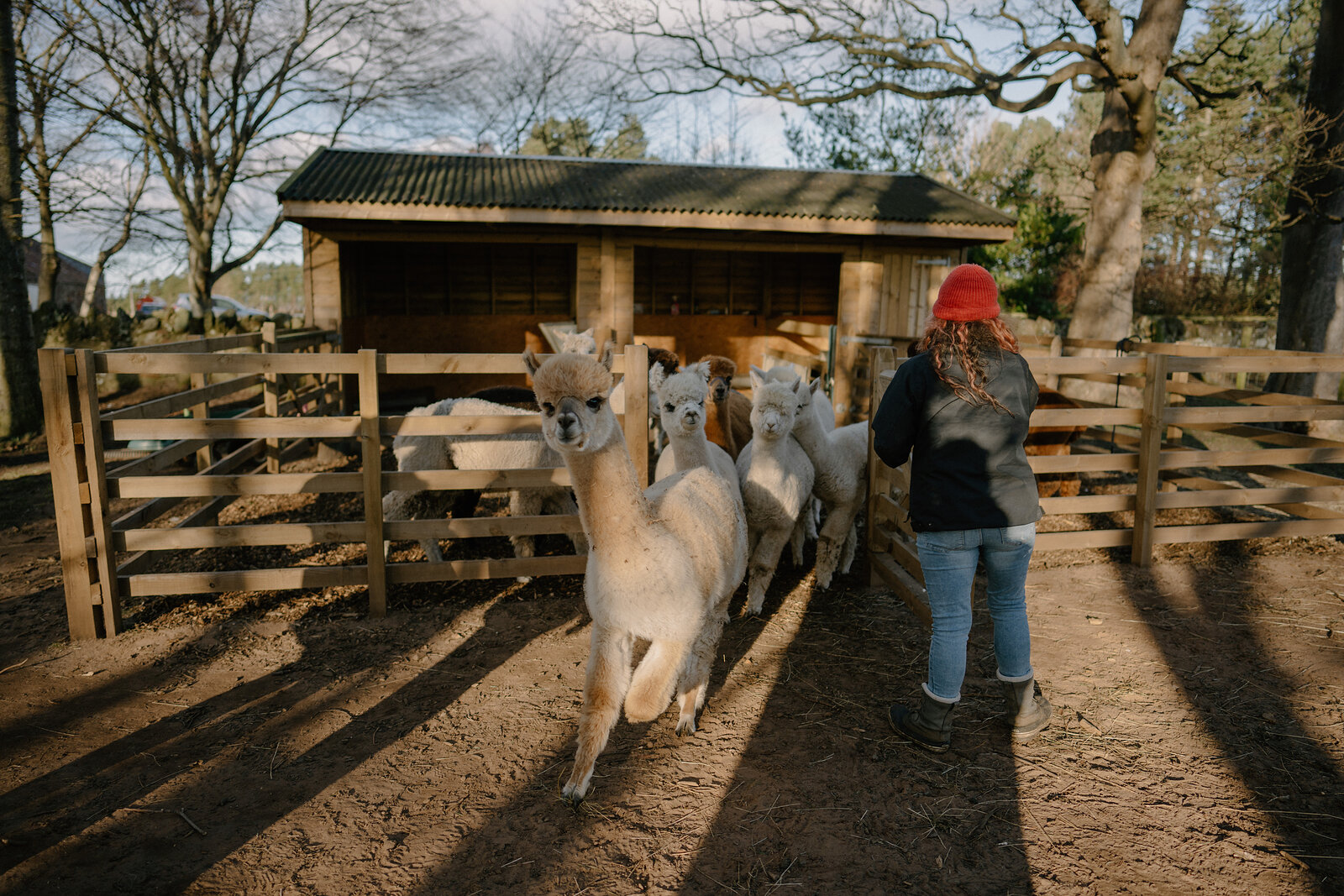 A woman in a red beanie stands among a group of alpacas gathered at a wooden feeding trough beside a timber shelter.