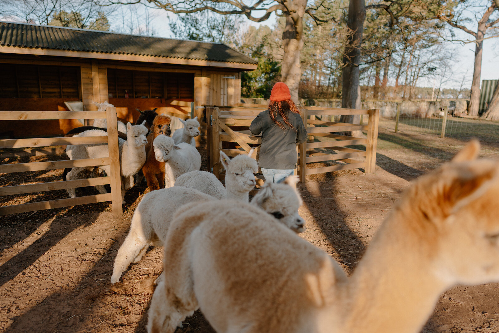 A woman in a red beanie stands among a group of alpacas gathered at a wooden fence beside a timber shelter, bare trees rising behind.