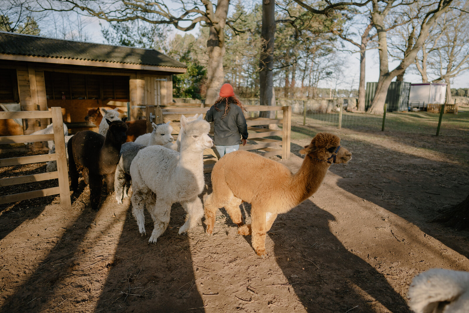 A woman in a red beanie stands among a group of alpacas gathered near a timber shelter, sunlight streaming through trees behind.