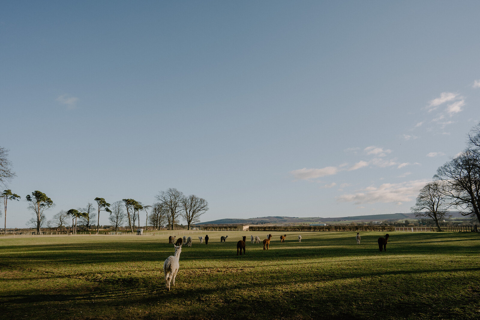 A white alpaca stands in an open field with other grazing alpacas, a line of trees and hills visible on the horizon.