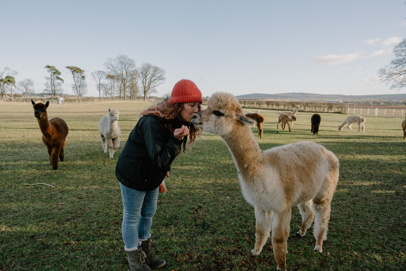 A woman in a red beanie leans down to nuzzle a white alpaca in an open field, other alpacas grazing in the background.