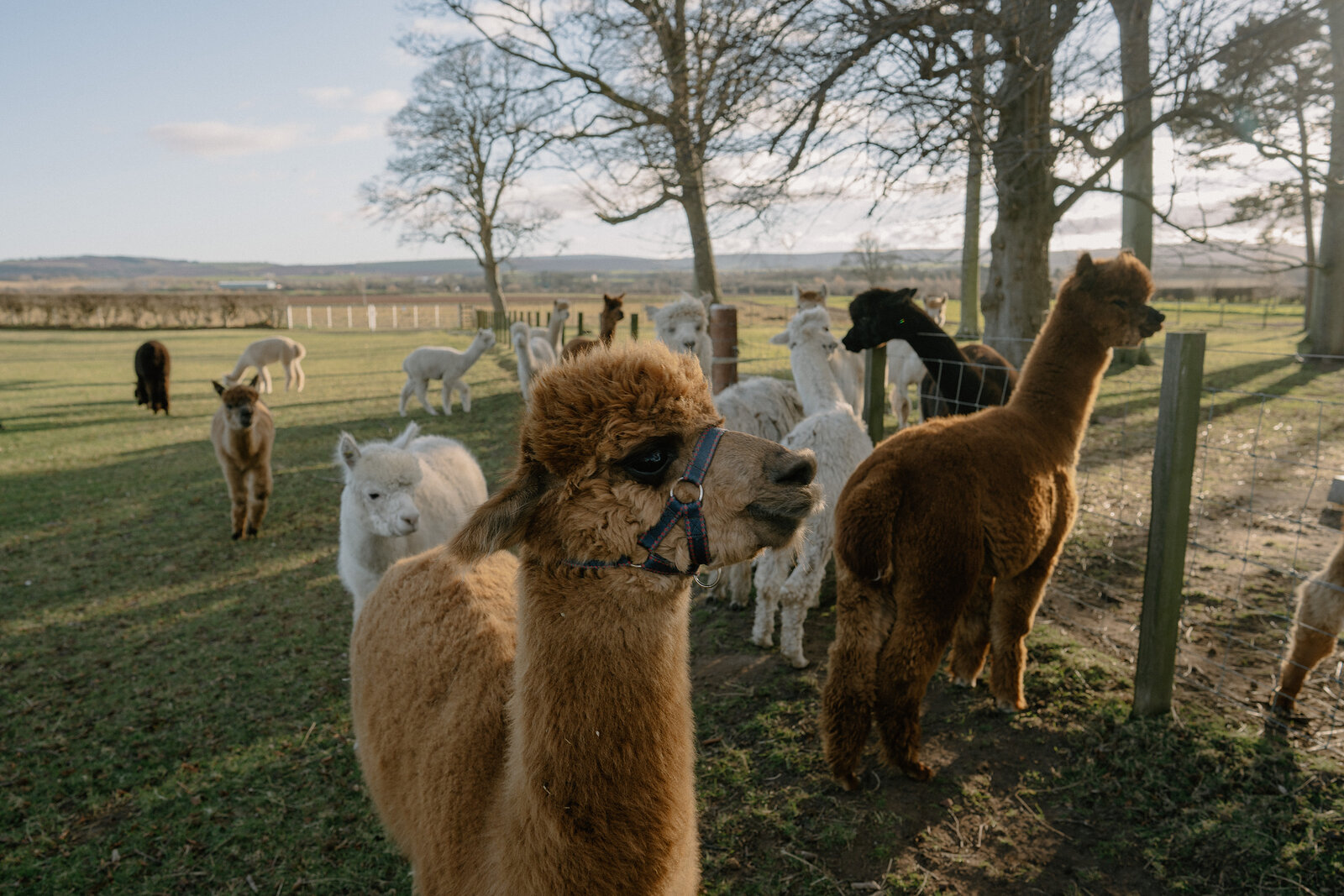 A herd of alpacas in mixed colours gathers in a fenced field, one looking directly at the camera, trees and farmland visible behind.