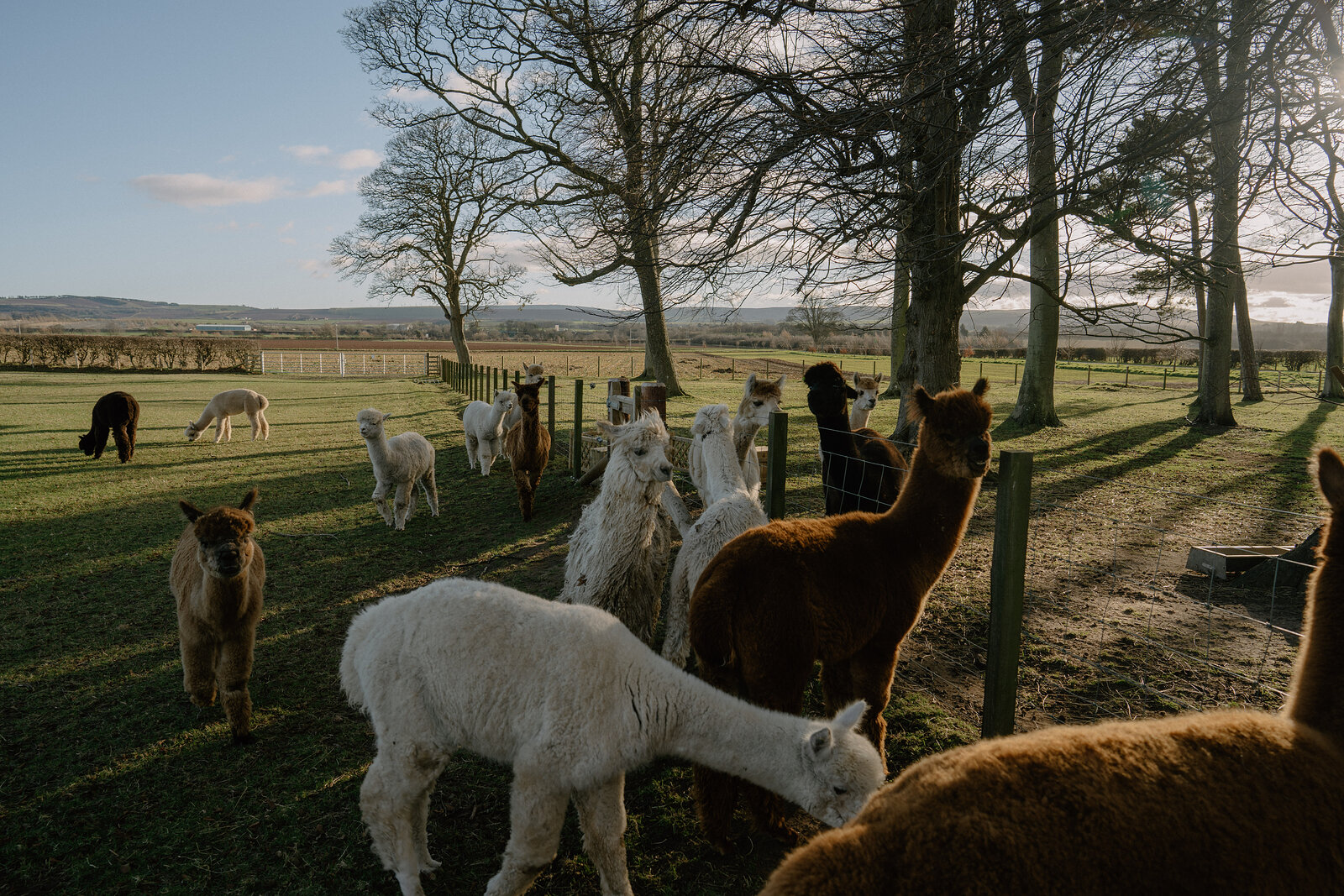 A herd of alpacas grazes in a fenced field lined with bare trees, hills visible on the horizon.