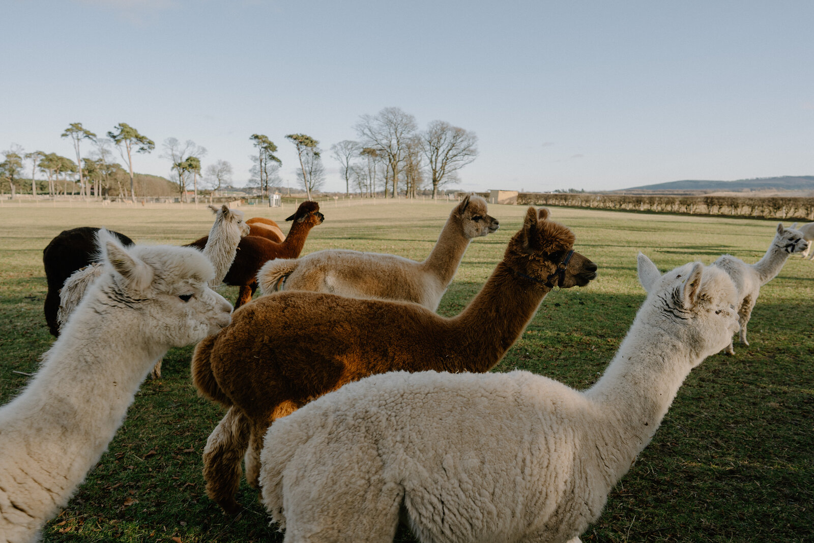 A herd of alpacas in mixed colours gathers on a grassy field, trees lining the horizon.