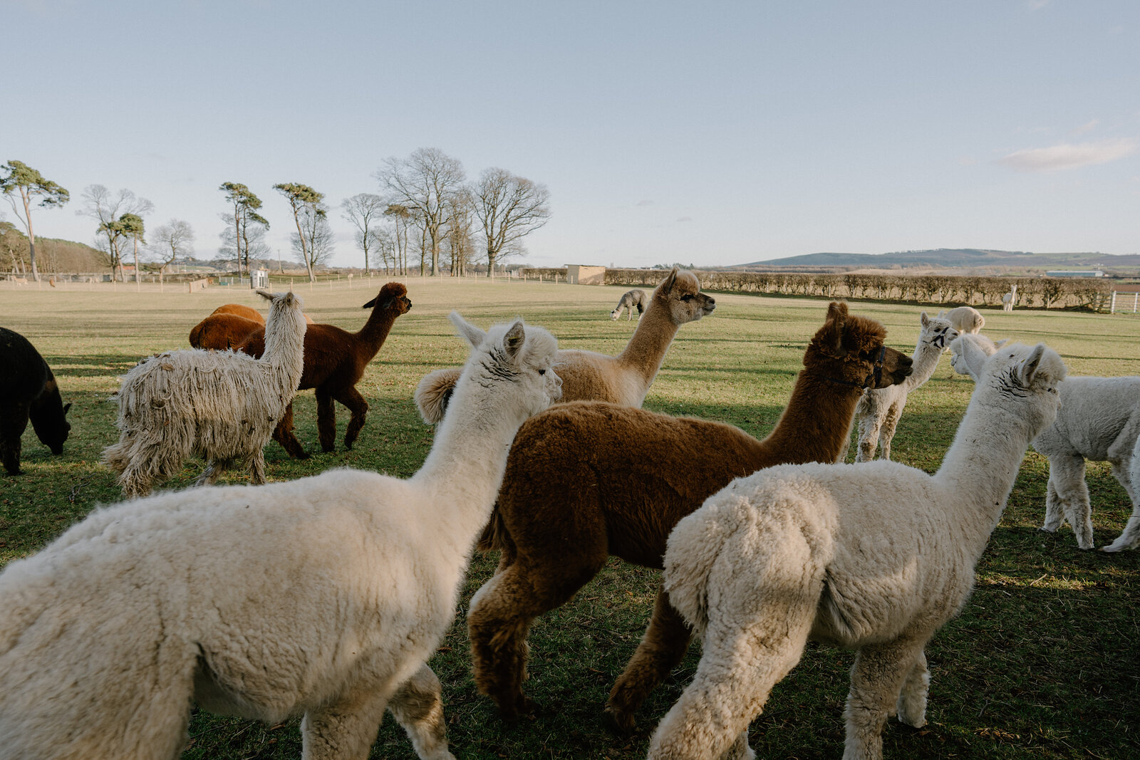 A herd of alpacas in mixed colours gathers on a grassy field, hills faint on the horizon.