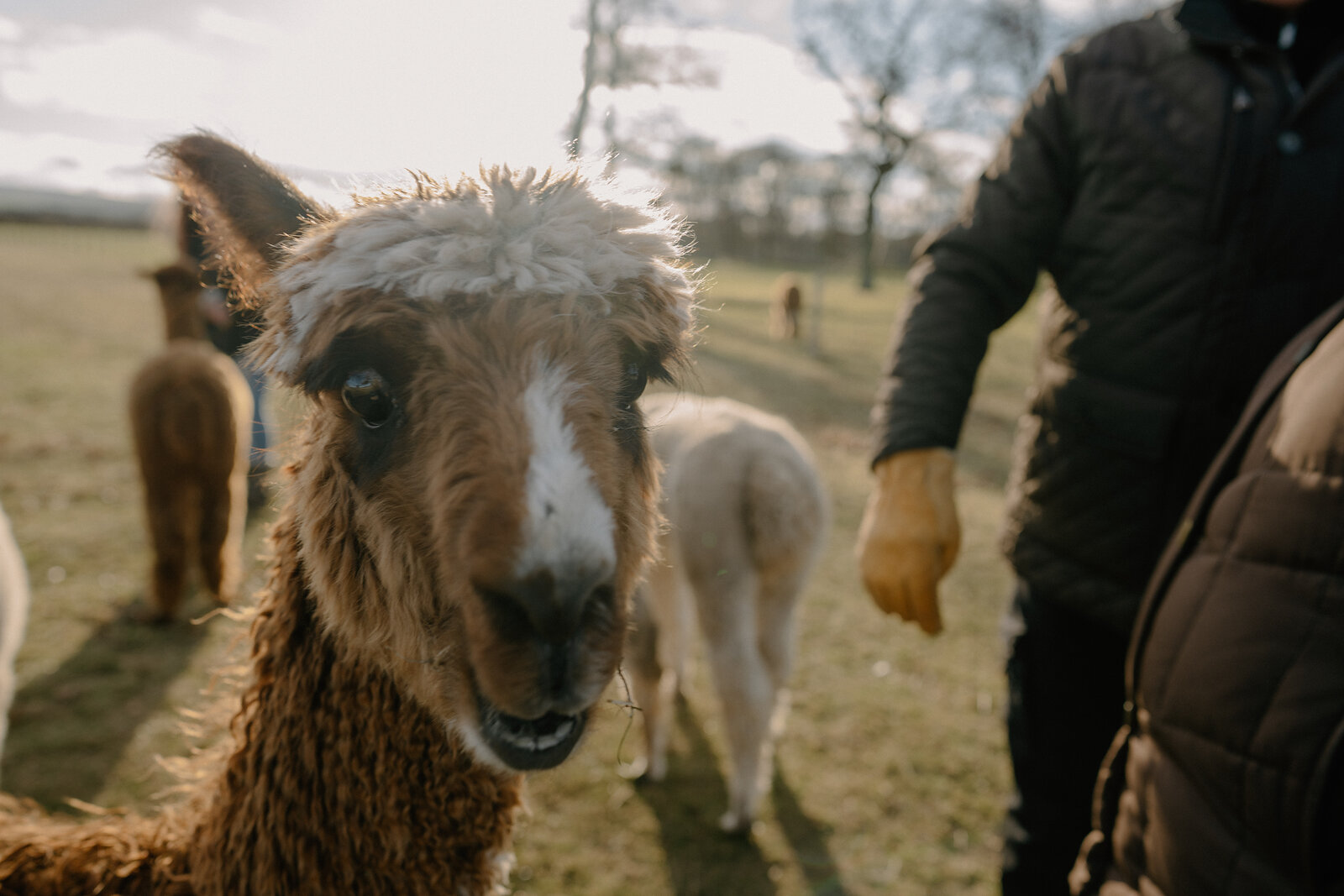 A brown and white alpaca looks toward the camera, a person's gloved hand and jacket visible beside it in a field.