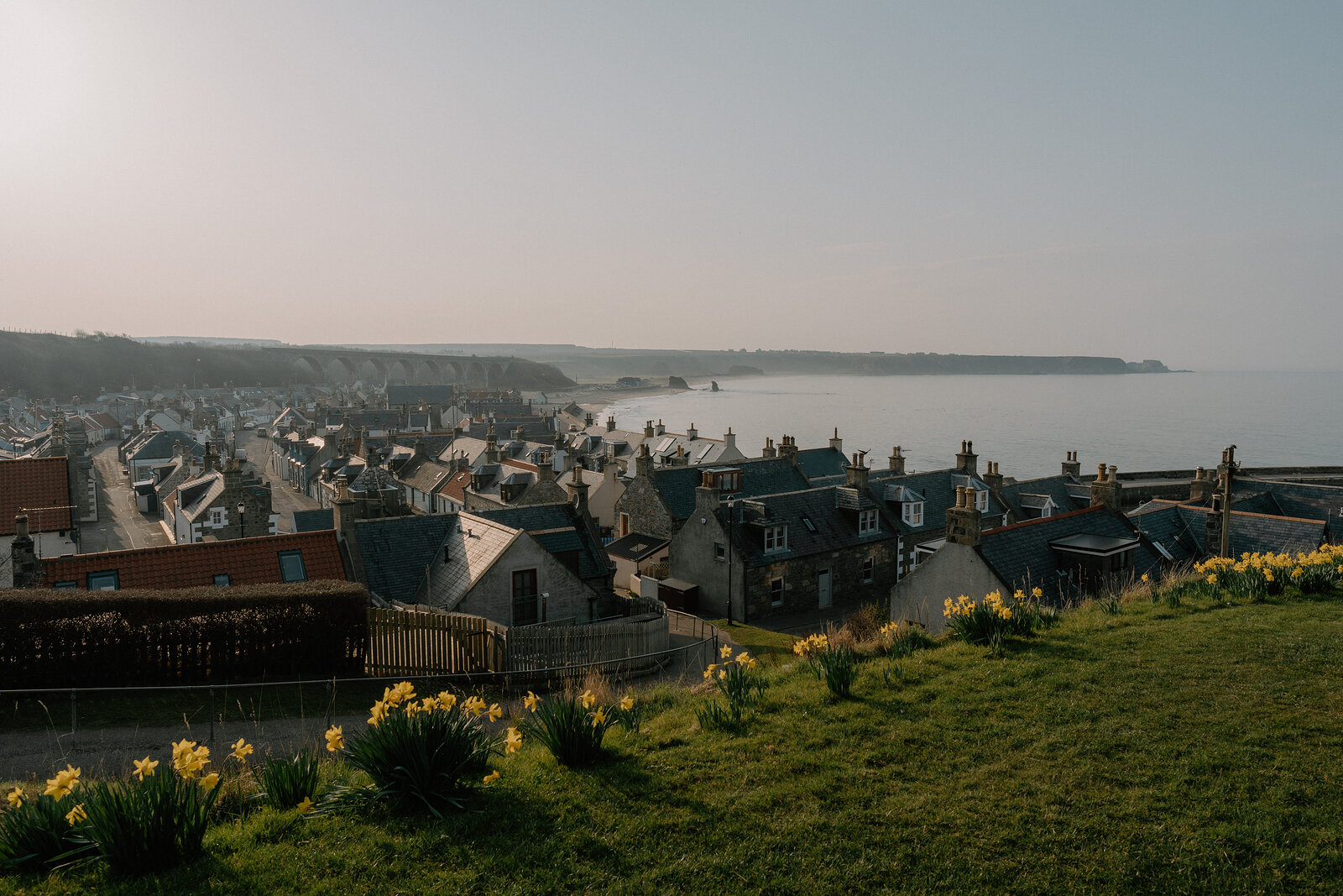 Daffodils bloom on a grassy hillside overlooking a Moray coastal town and its bay.