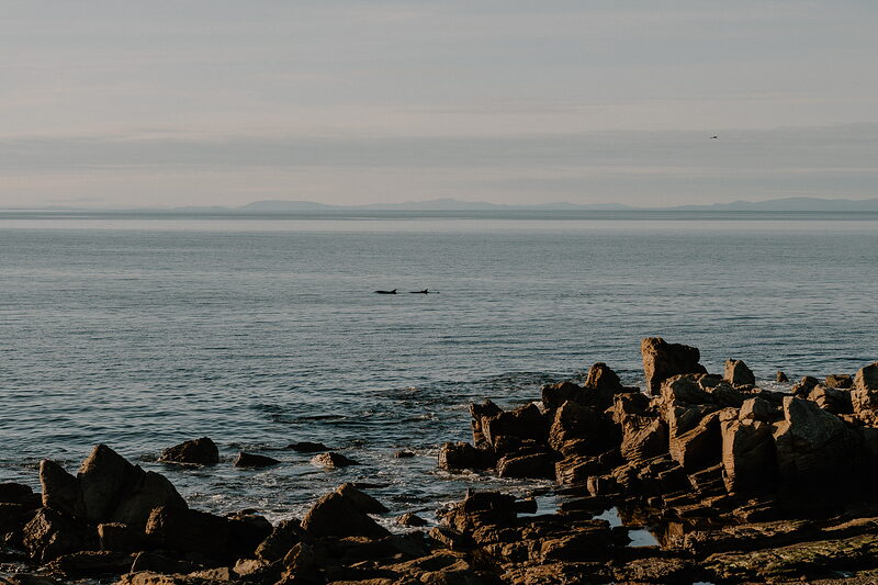 Two dolphin fins break the calm surface of the sea off the Moray coast.