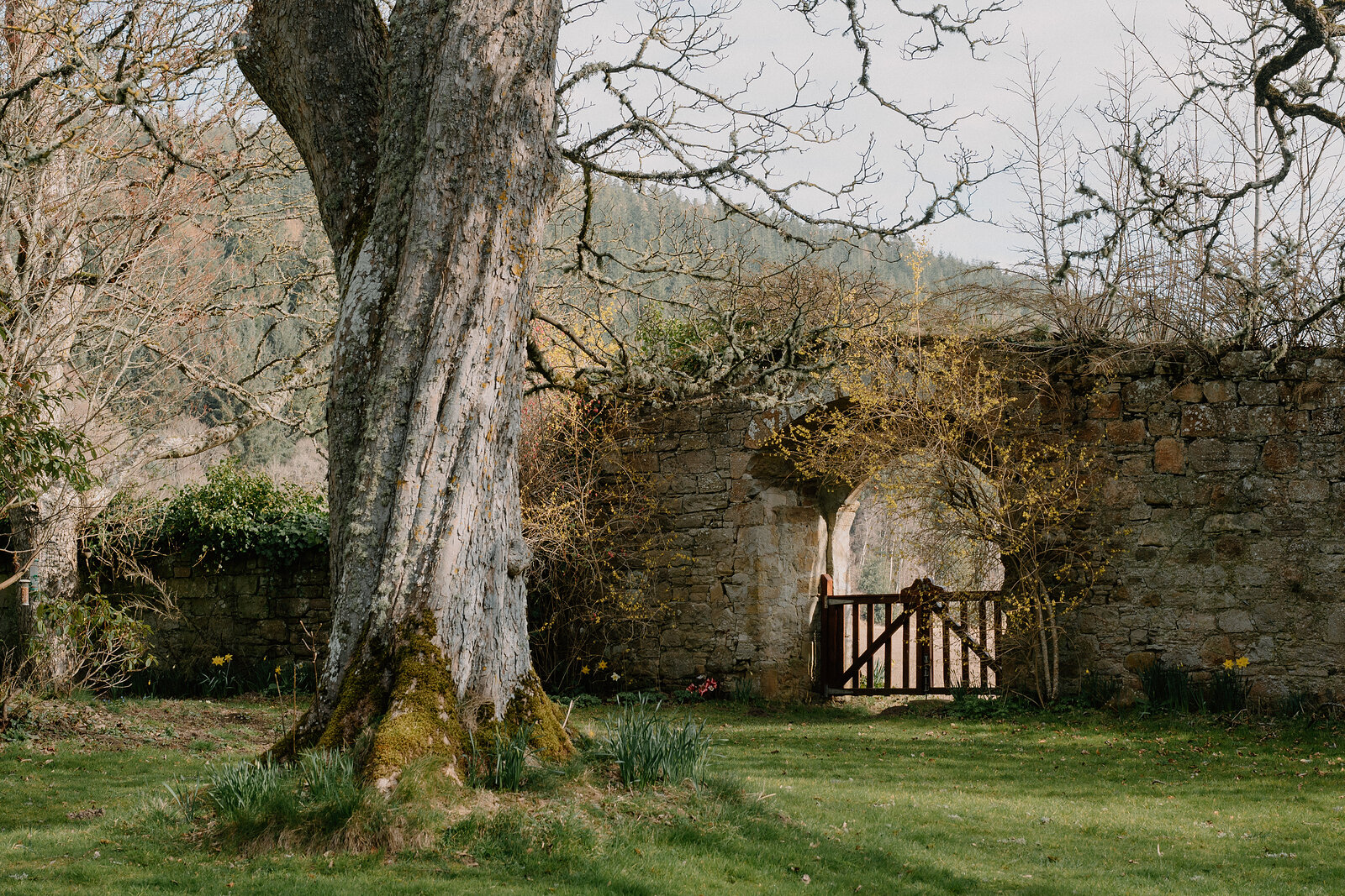 A gnarled old tree stands before a stone archway and timber gate in a walled Moray garden.